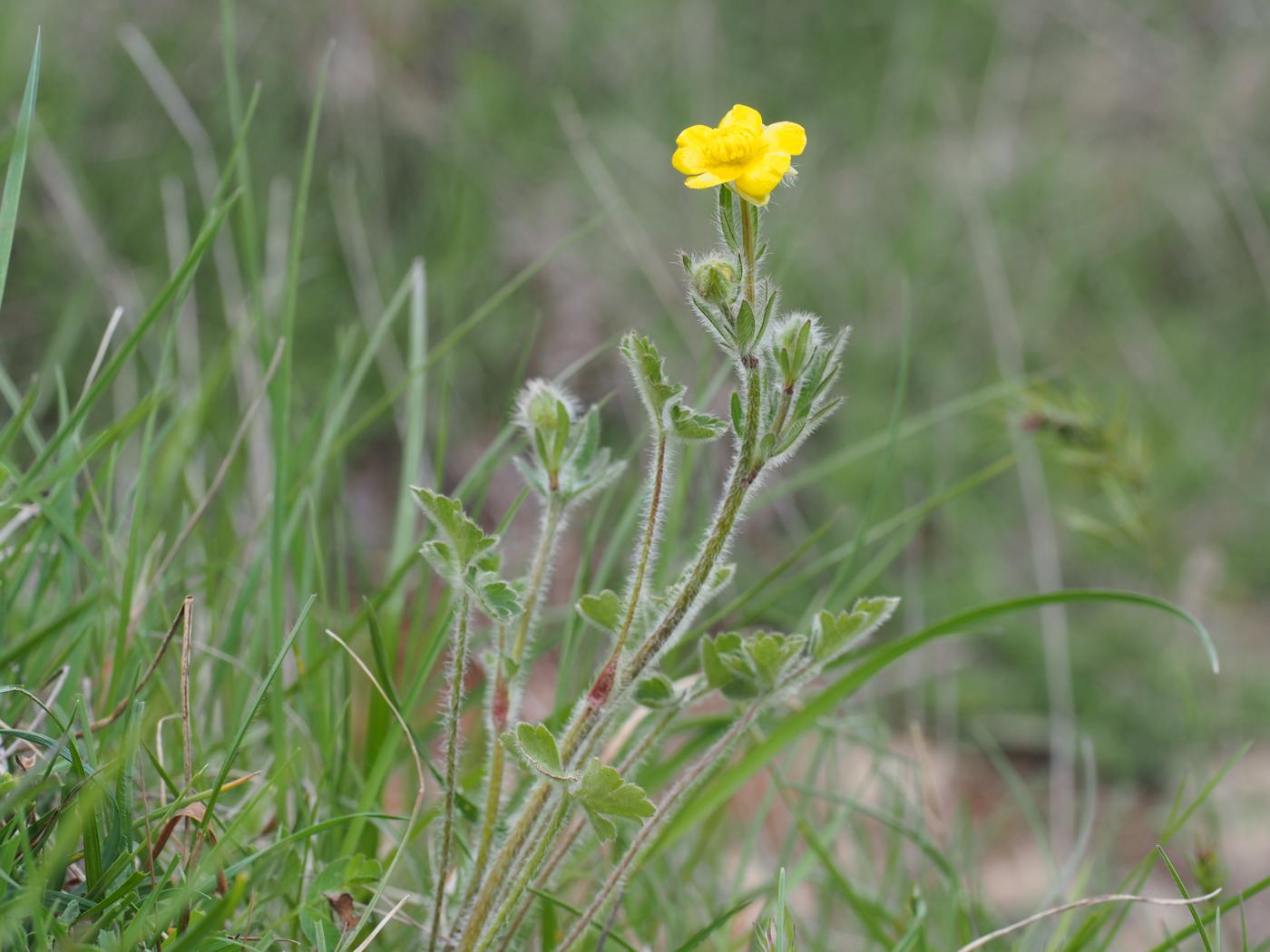 Buttercup, Wood plant